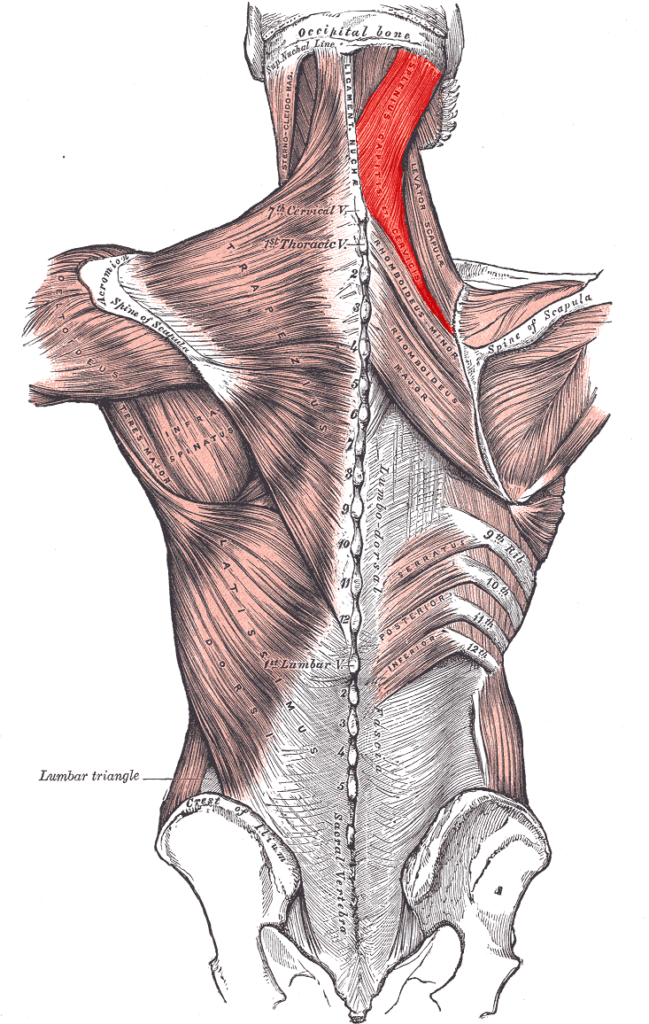 Principali tecniche osteopatia